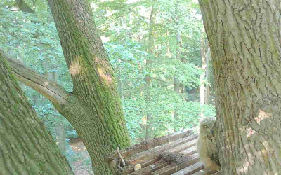 25-weserbergland-jung-uhu-aus-dem-ab-gescharrten-horst- 25-weserbergland-jung-uhu-aus-dem-ab-gescharrten-horst-