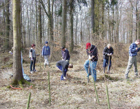 alle-am-bume-pflanzen