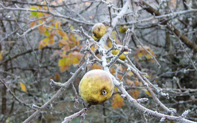 apfel-winter