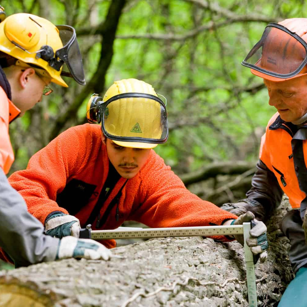Forstamt Wolfenbüttel Niedersächsische Landesforsten