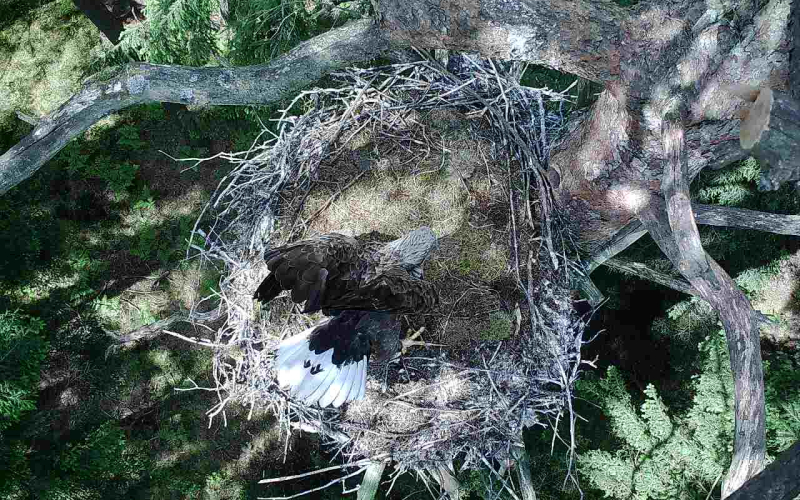 bild-12-lf6-suedheide-2-20200526-seeadler Urwald - Baum