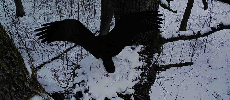 bild-2-nlf-2-20220402 Vögel - Raubvogel
