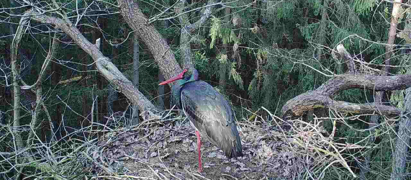 bild-20-nlf-12-20220325 Urwald - Biom