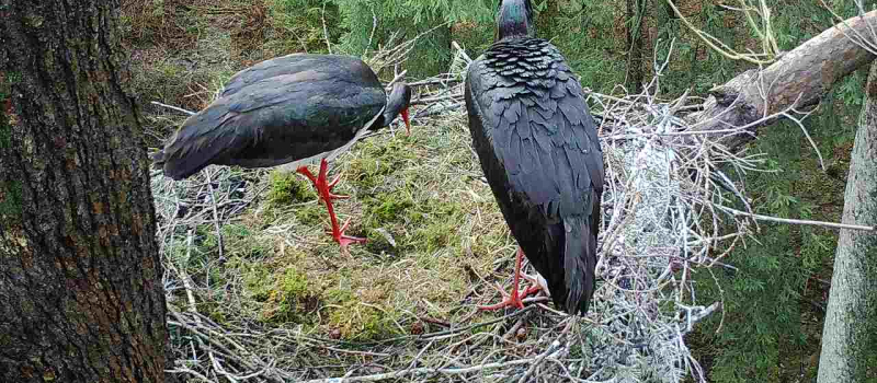 bild-27-nlf-14-20220405 Vögel - Storch