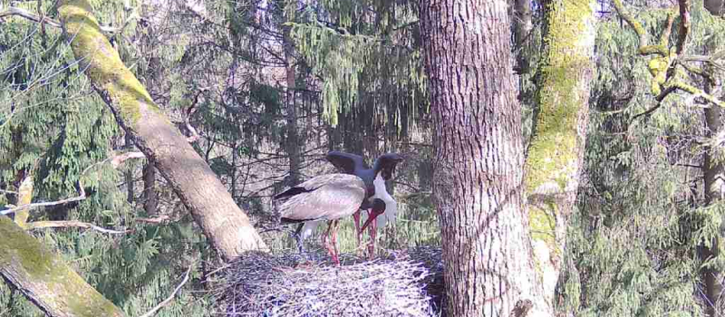 bild-30-nlf-14a-20220412 Vögel - Ökosystem