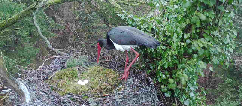 bild-31-20220404-3 Storch - Biom