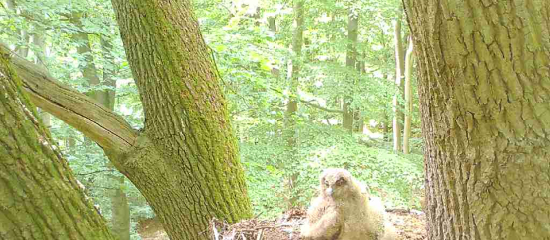 bild-8-nlf-15-weserbergland-20210603-2 Biom - Baum