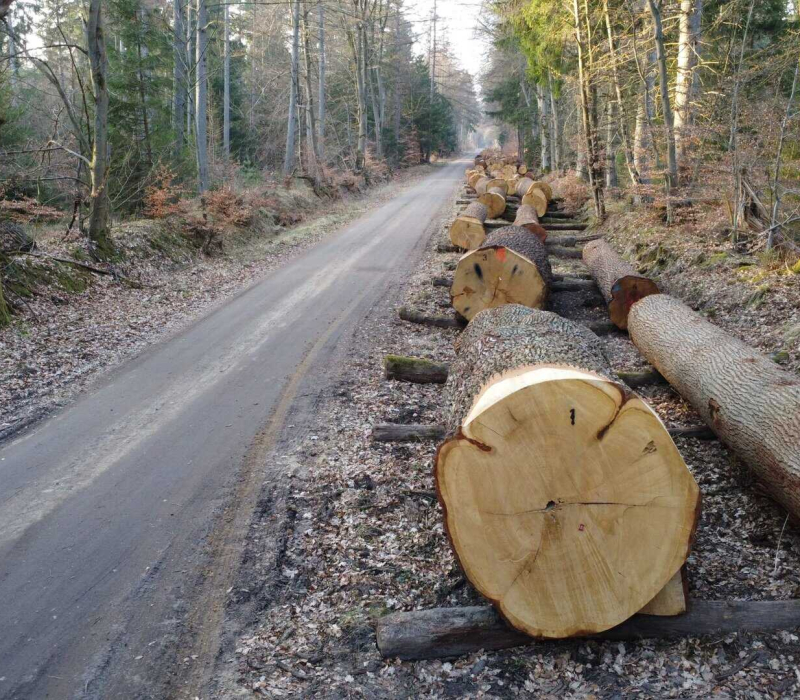 Forstamt - Rotenburg - Niedersächsische Landesforsten