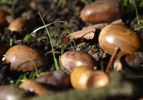 Eicheln auf dem Waldboden