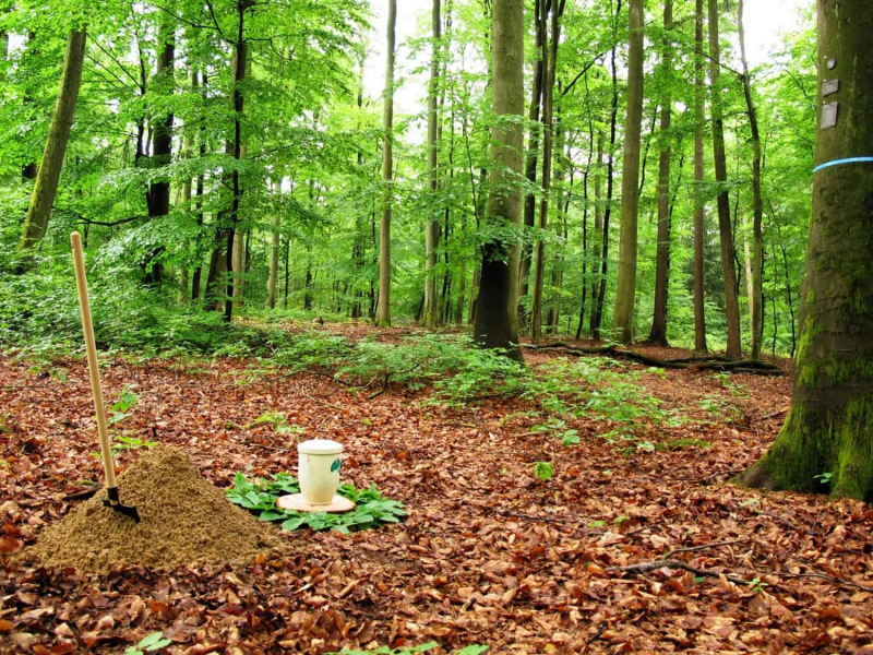 foto-friedwald-baumgrab_nlf