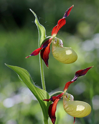Blühende Pflanze - Pflanzenstamm