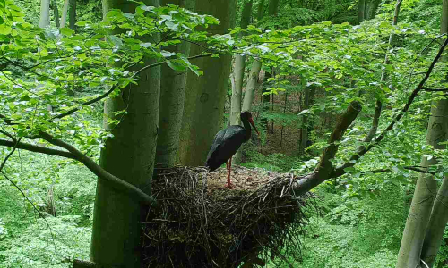 lf-8-gelegentlicher-besuch lf-8-gelegentlicher-besuch