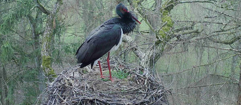 lf3-einzelstorch lf3-einzelstorch