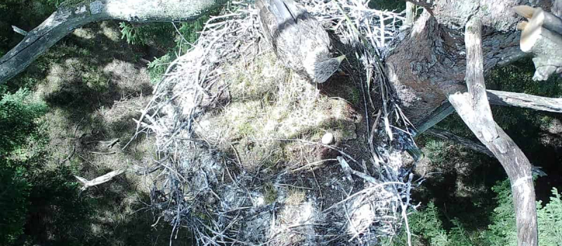 lf5-brutabbruch-durch-seeadler lf5-brutabbruch-durch-seeadler