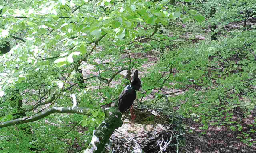 lf6-sdheide-2-20200501-1-einzelstorch lf6-sdheide-2-20200501-1-einzelstorch