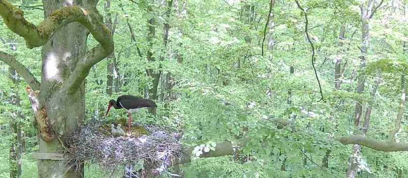 nlf-11-hils-07_05_2022-10_57 Gemäßigte Laub- und Mischwälder - Vegetation