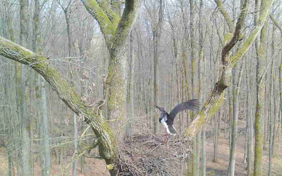 nlf-14-suedheide-4-20210401-besuch-vom-storch nlf-14-suedheide-4-20210401-besuch-vom-storch