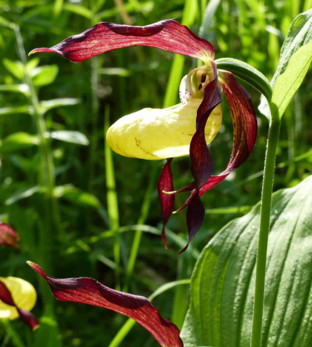Blühende Pflanze - Landpflanze