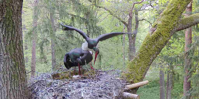 schwarzstorch-2022-50 Natur - Anlage