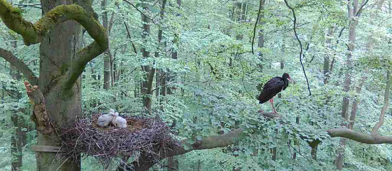 schwarzstorch-2022-54 Vögel - Niedersächsische Landesforsten
