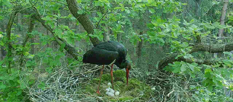 schwarzstorch-2022-57 Vegetation - Urwald