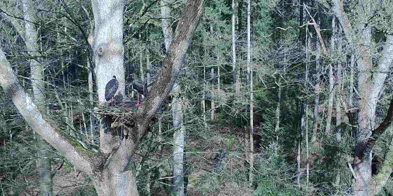 schwarzstroch-2022-51 Damaxnis - Gemäßigte Laub- und Mischwälder