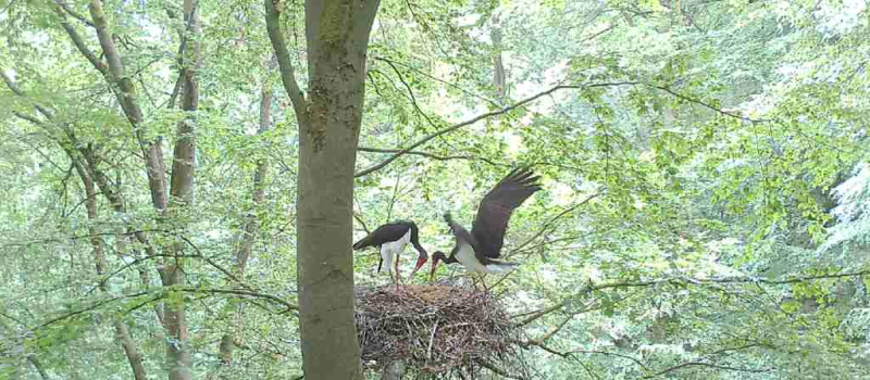 schwarzstroch-2022-53 Vögel - Niedersächsische Landesforsten