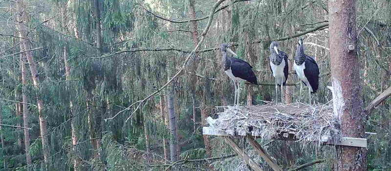 schwarzstroch-2022-55 Baum - Niedersächsische Landesforsten