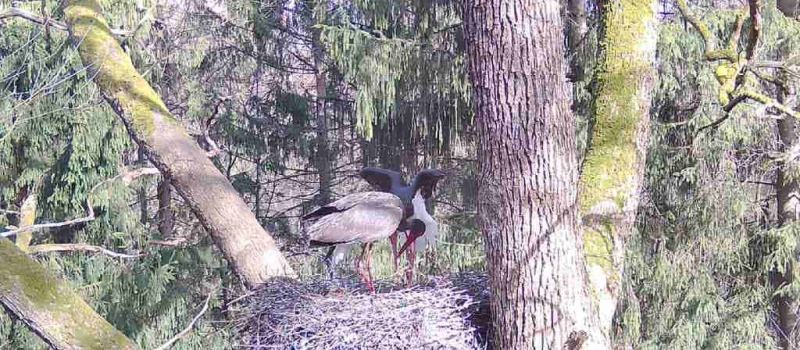 suedheide-4 Vögel - Ökosystem