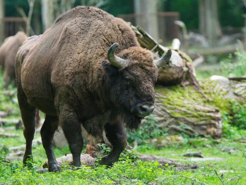 wisent-im-gallopp